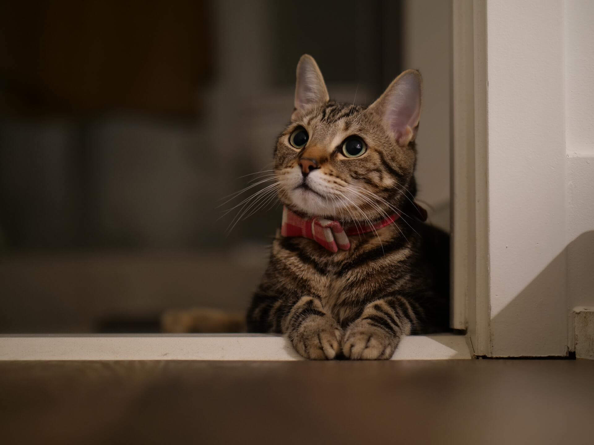 kot w drzwiach