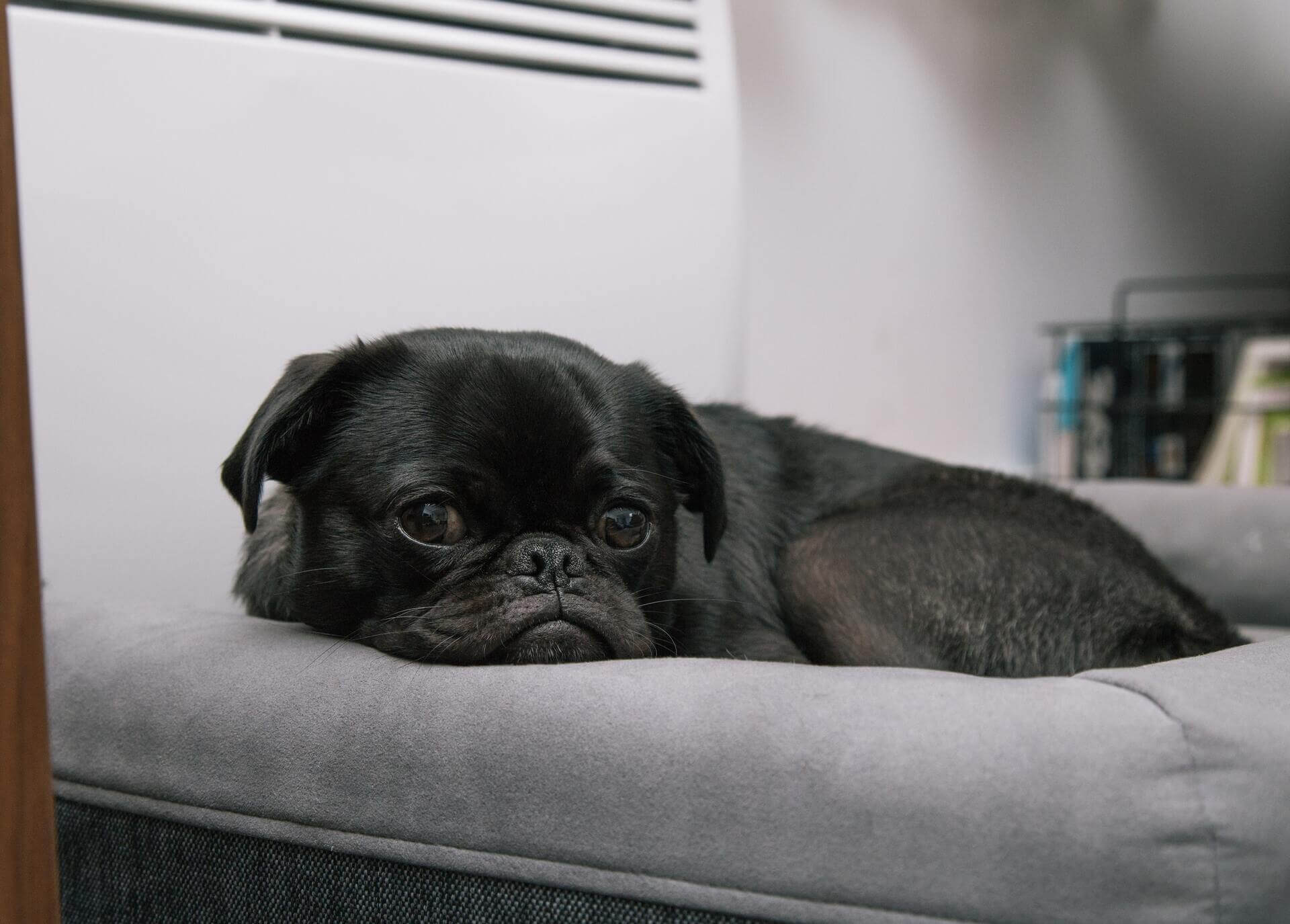 smutny pies leżący na łóżku