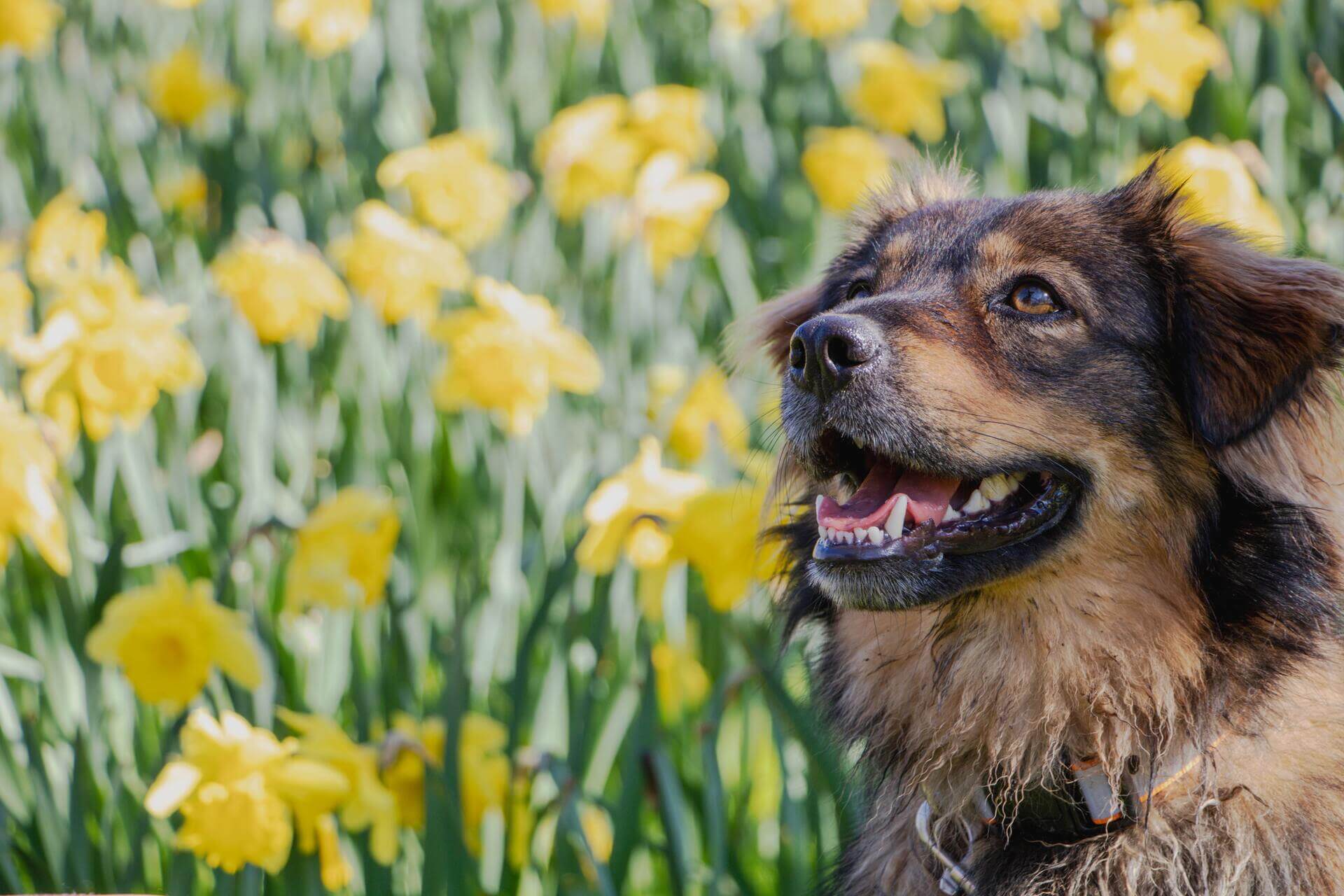 pies na wiosennej łące