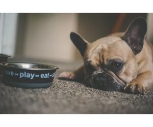 karma dla psów z chorą wątrobą